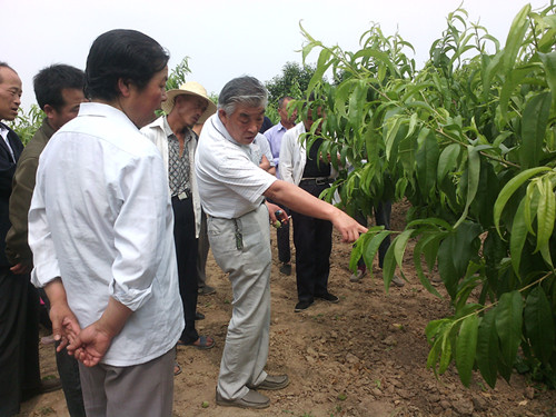 益民公司專家大院專家高級農(nóng)藝師伍孝賢為農(nóng)民現(xiàn)場指導(dǎo)桃樹的管理技術(shù)